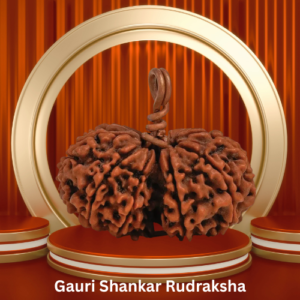 Authentic Gauri Shankar Rudraksha by Purohitmoshay