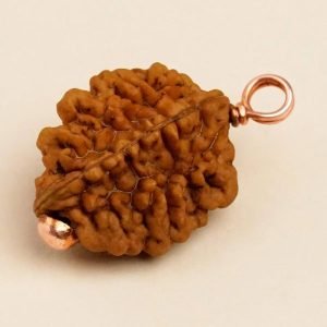 Authentic Isha Dwimukhi Rudraksha bead.