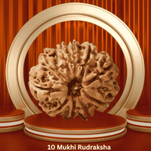 Authentic 10 Mukhi Rudraksha by Purohitmoshay