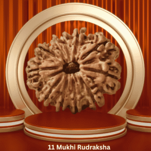 Authentic 11 Mukhi Rudraksha by Purohitmoshay