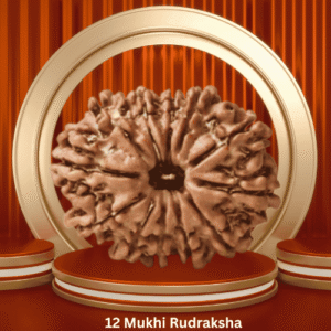 Authentic 12 Mukhi Rudraksha by Purohitmoshay