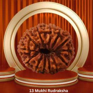 Authentic 13 Mukhi Rudraksha by Purohitmoshay