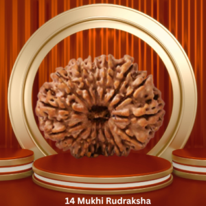 Authentic 14 Mukhi Rudraksha by Purohitmoshay