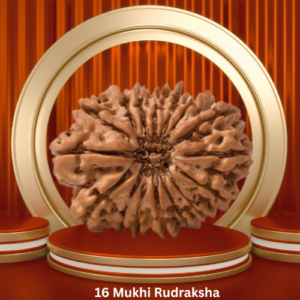 Authentic 16 Mukhi Rudraksha by Purohitmoshay