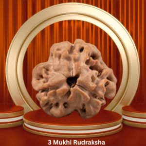 Authentic 3 Mukhi Rudraksha by Purohitmoshay