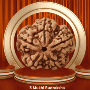 Authentic 5 Mukhi Rudraksha by Purohitmoshay