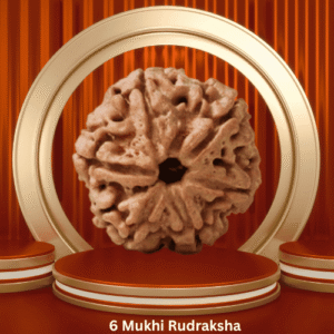 Authentic 6 Mukhi Rudraksha by Purohitmoshay