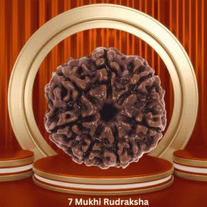 Authentic 7 Mukhi Rudraksha by Purohitmoshay